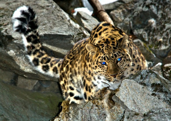 РГ" выяснила, как спасают от вымирания дальневосточного леопарда -  Российская газета