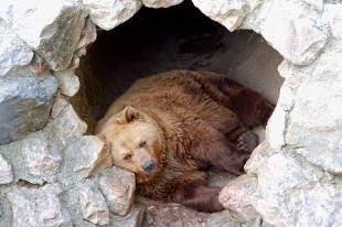    Сибирские генетики доказали существование малого пещерного медведя 