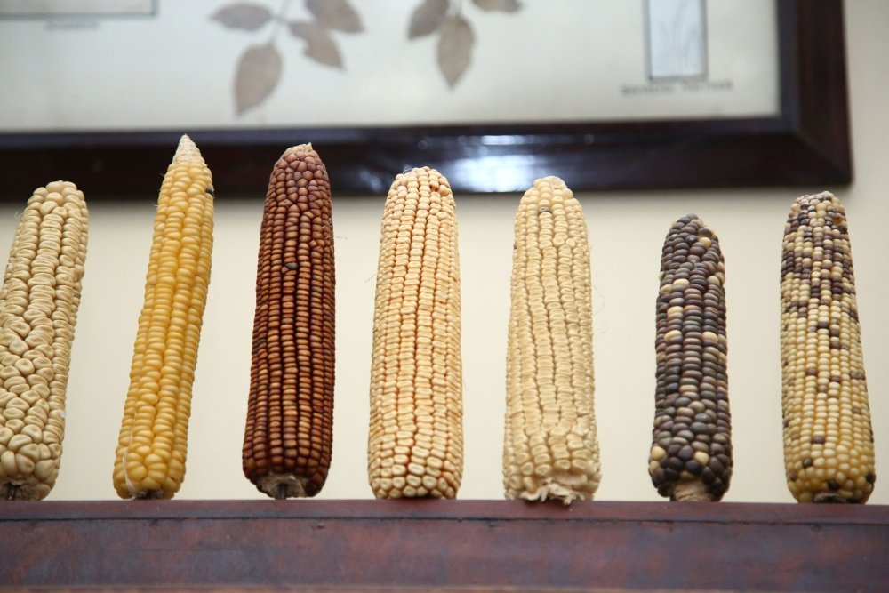 Початки кукурузы из коллекции ВИР. / Наталья Онищенко