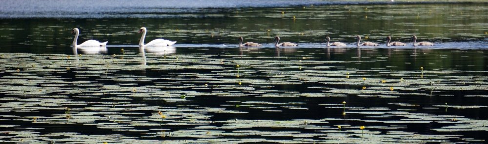 Лебеди на озере. / Юрий Лепский