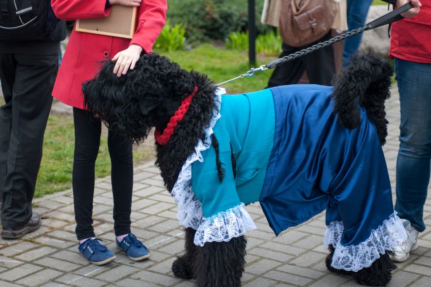 Собака Сталина признана лучшим псом мира - Российская газета