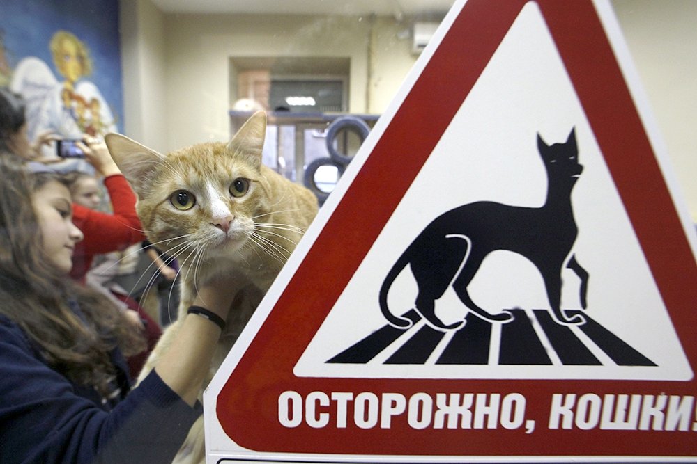 РГ-советы: Как выбрать кошку с подходящим характером - Российская газета