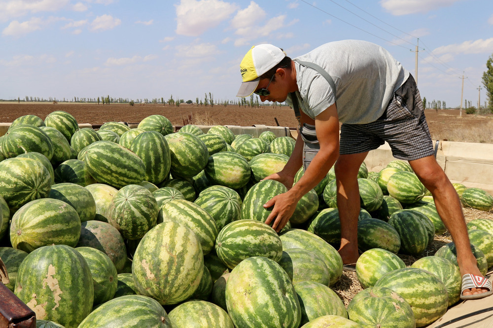 В Крыму выращивание бахчевых стало уделом небольших хозяйств - Российскаягазета