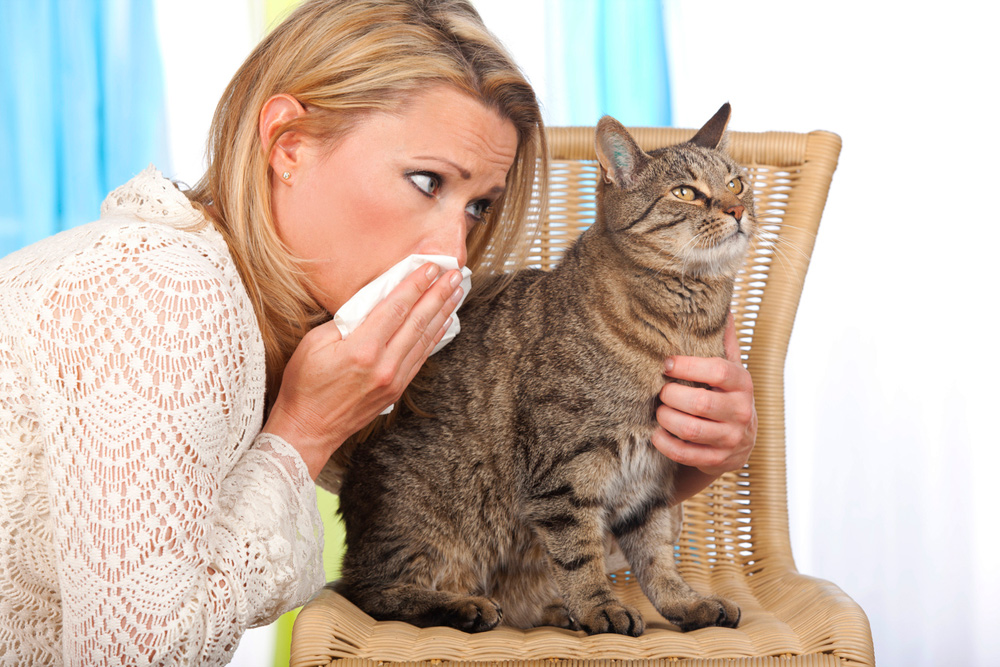 укол кошке от аллергии
