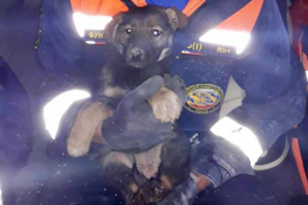 В Биробиджане щенка спасли из смертельной ловушки - Российская газета
