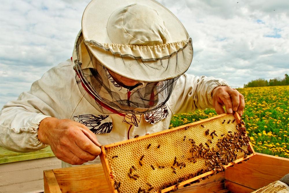 Пчеловод со стажем дал совет, как быть, если у соседа появилась пасека -  Российская газета