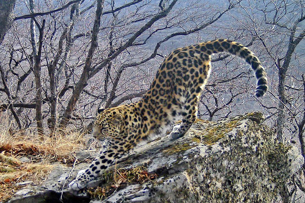 В Приморском нацпарке трапеза леопарда попала на видео - Российская газета