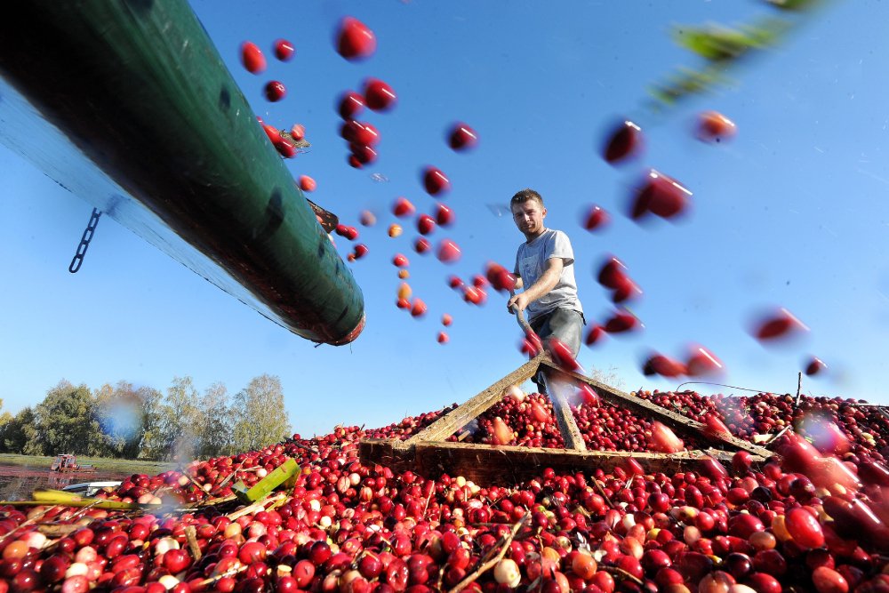 Почему белорусская ягода, доезжая до московских магазинов, дорожает в пятьраз - Российская газета