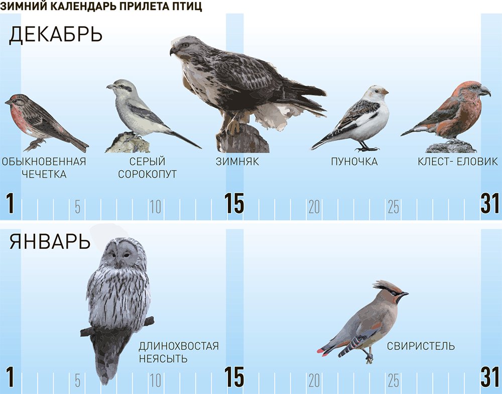 Какие птицы прилетели зимовать в столицу и нужно ли их подкармливать -Российская газета