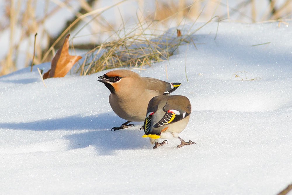 Какие птицы прилетели зимовать в столицу и нужно ли их подкармливать -Российская газета
