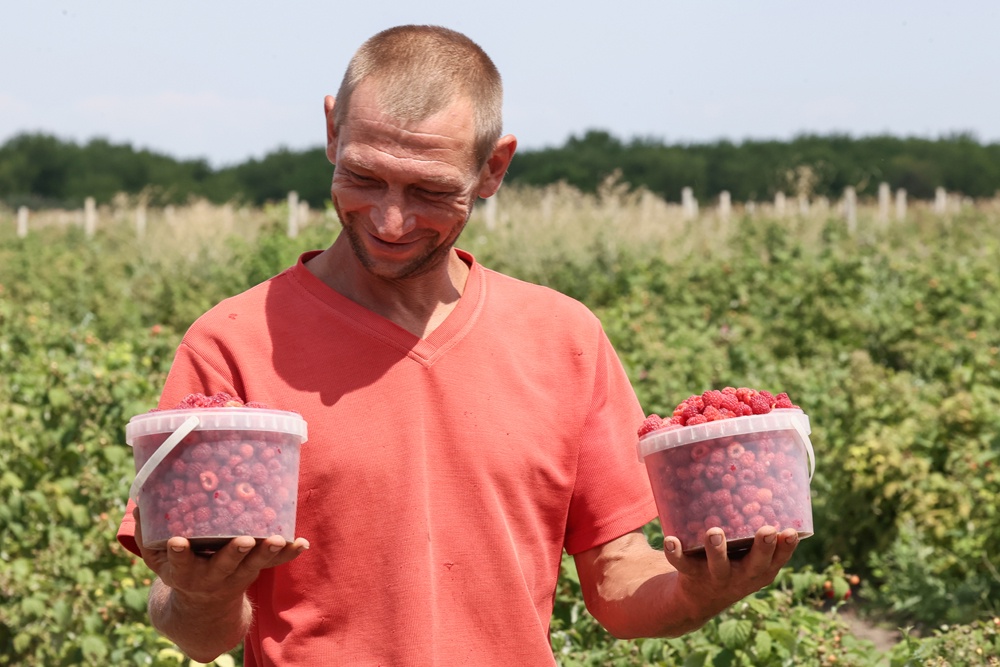 Малиновое настроение: На Ставрополье фермеры стали выращивать ягоды -Российская газета