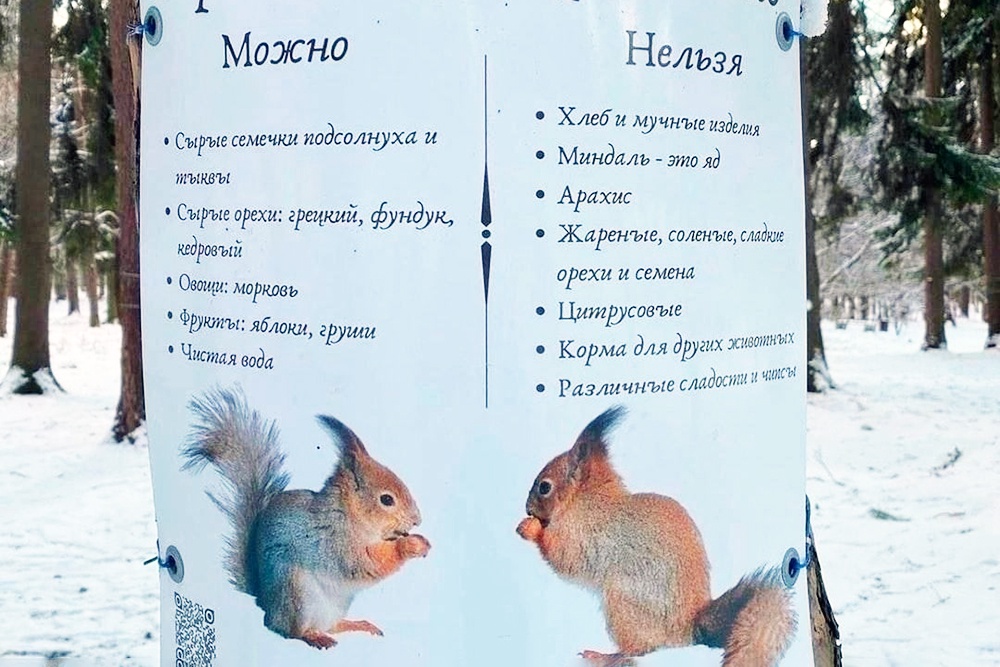 Москвичам напомнили, чем можно кормить белок в парках - Российская газета
