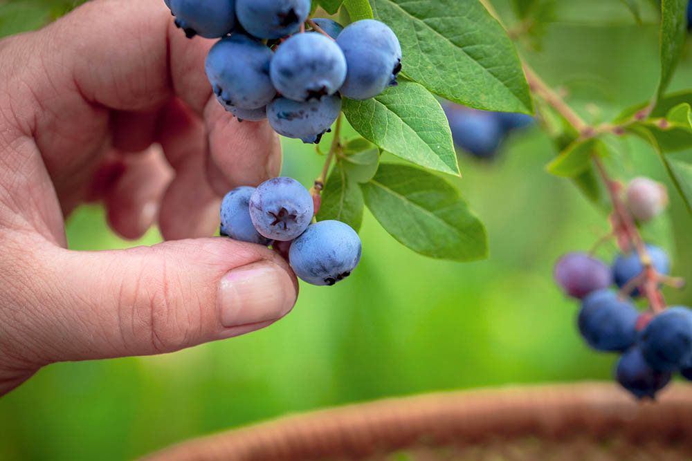Почему на Дону стало выгодно выращивать северную ягоду - голубику -Российская газета