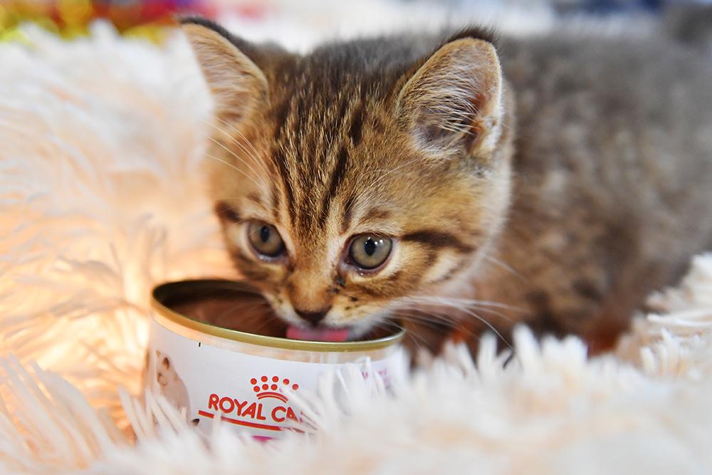 Чем кормить кошку: как выбрать полезный корм для своего питомца -  Российская газета